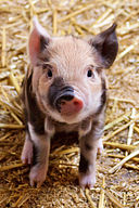 Cute piglet