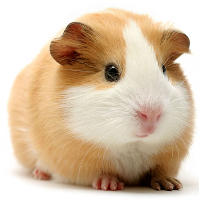 guinea pig