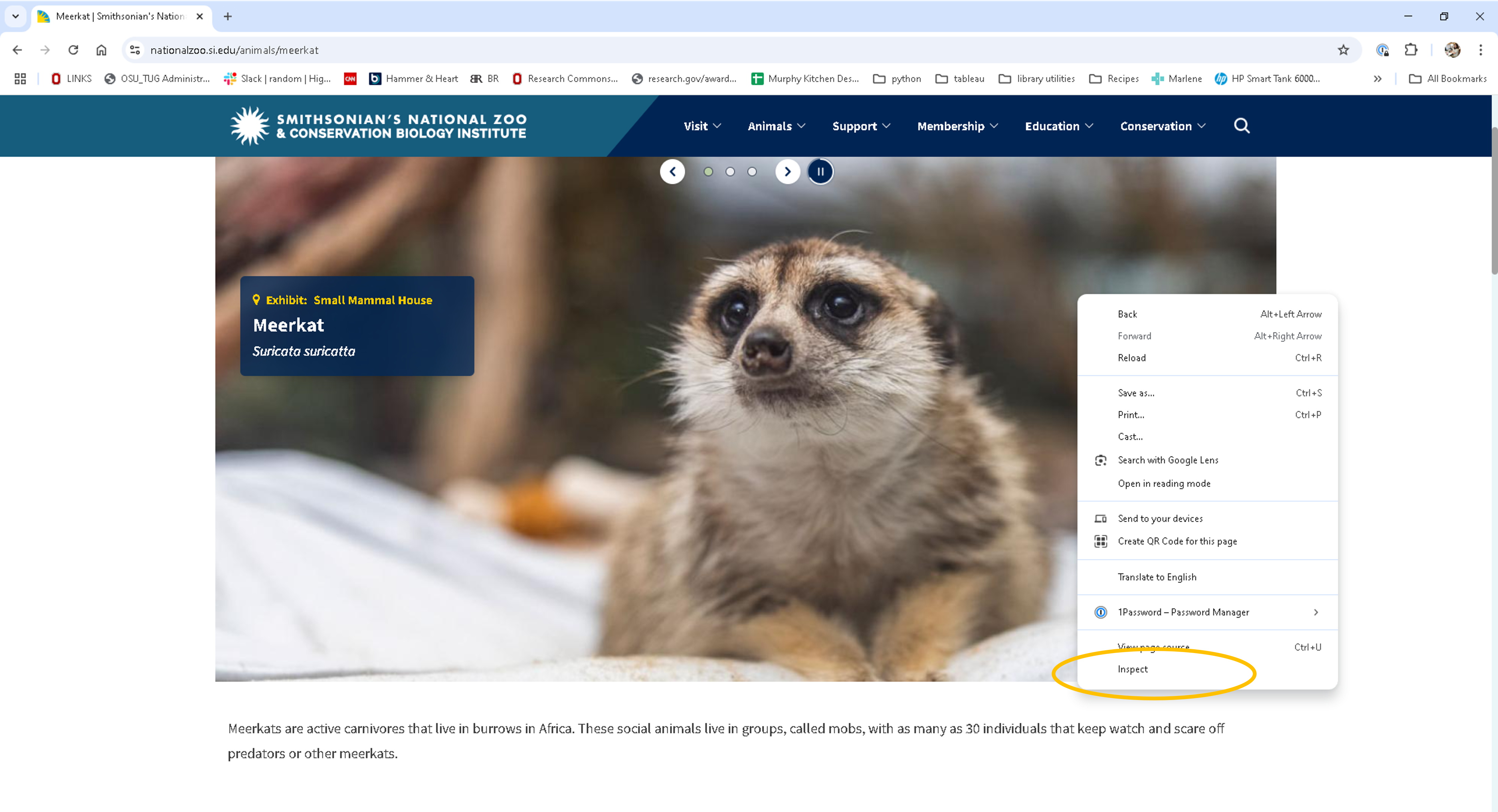 meerkat_inspect.png
